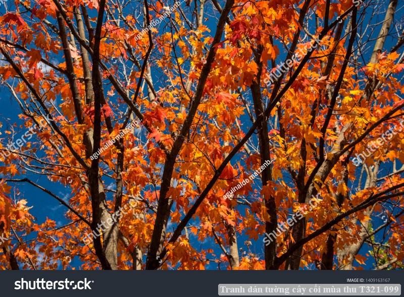 Tranh dán tường phong cảnh hồ thác, cây cối T321-501